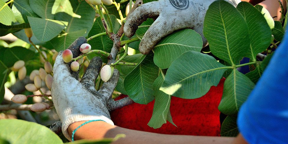 raccolta del pistacchio