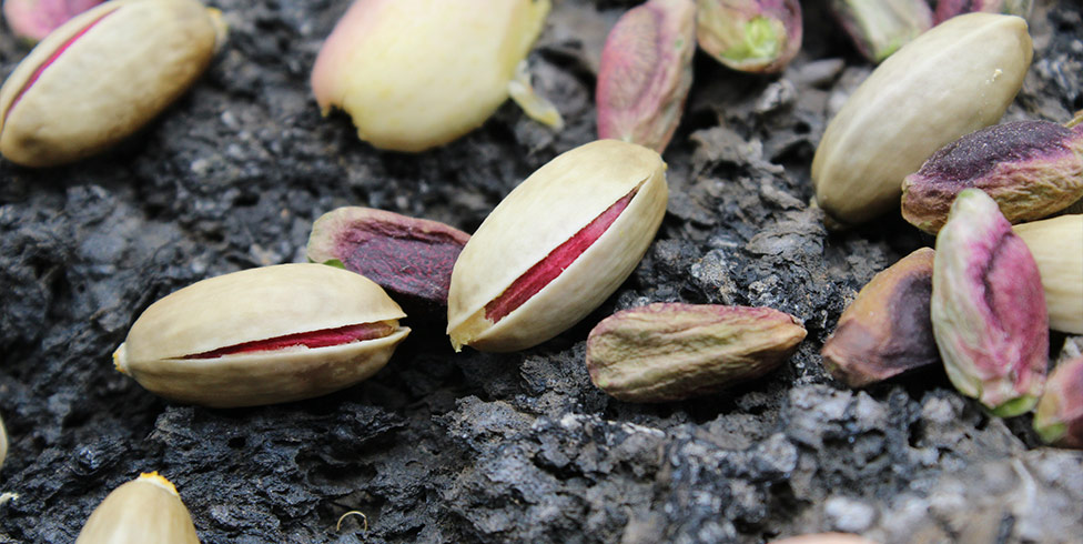 pistachio semi-finished